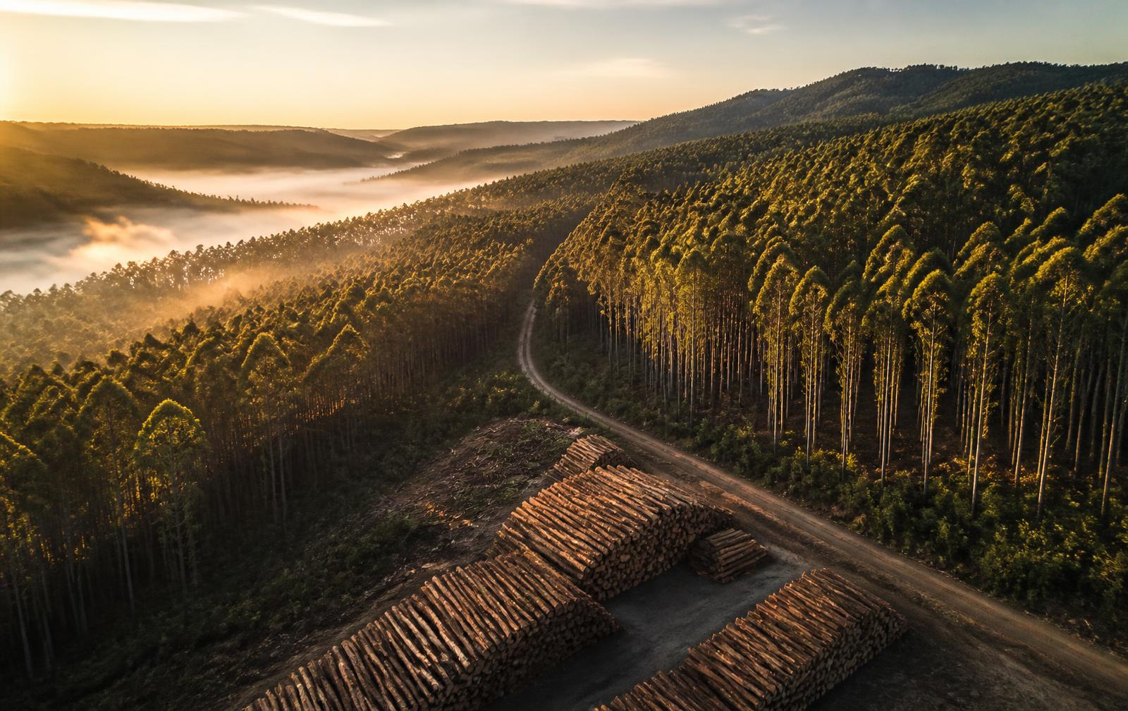 Timber & Forestry